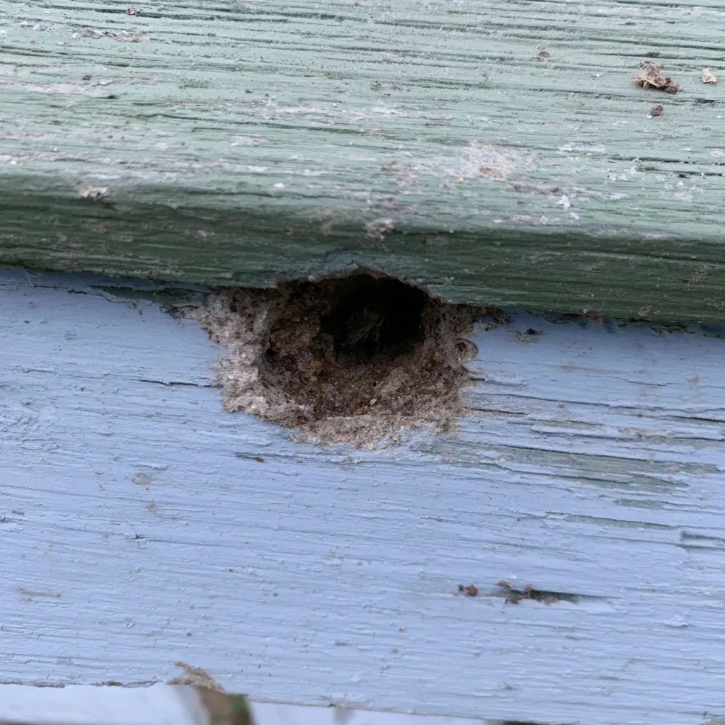 Carpenter Bee identification and control in Fayetteville, NC