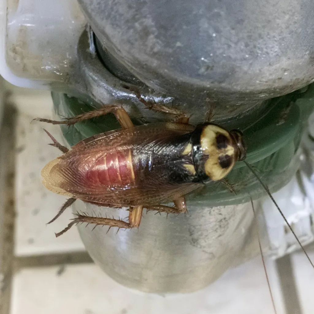 American Cockroach identification and control in Fayetteville, NC