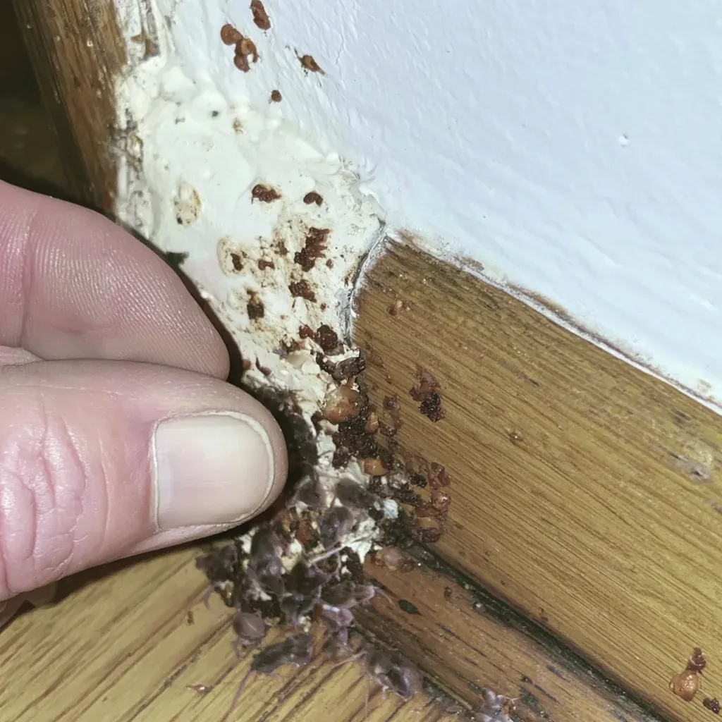 Carpenter Ant identification and control in Fayetteville, NC