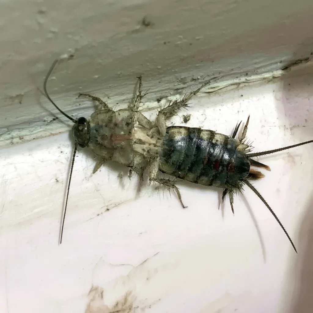 Camel Cricket identification and control in Fayetteville, NC
