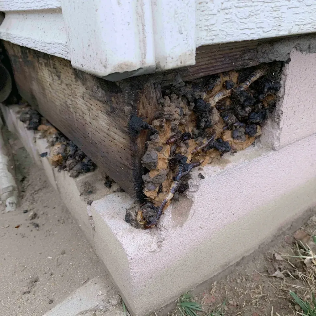 A Clear Termite Report Is Not the Goal in Fayetteville, NC