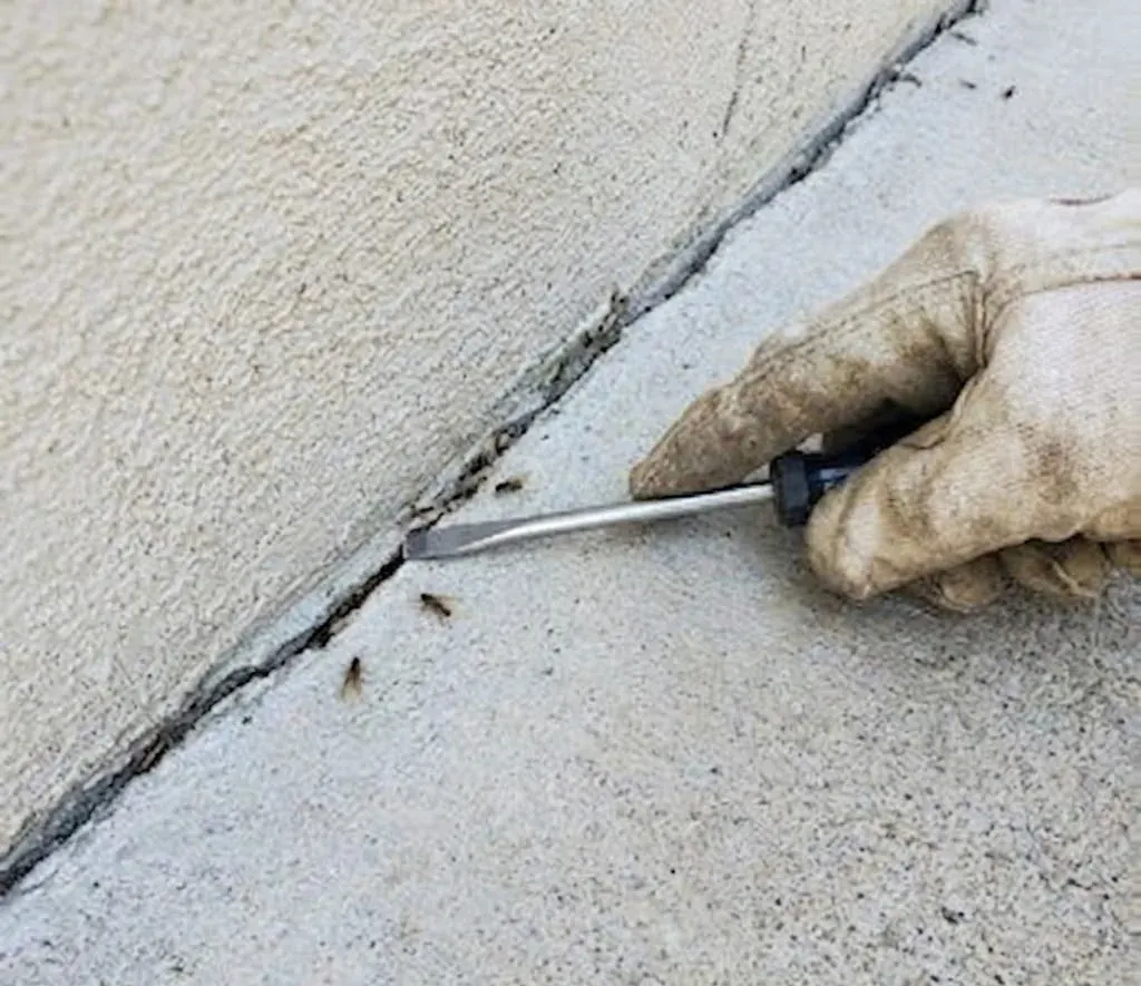 Termite Swarm Season in Fayetteville Runs Long
