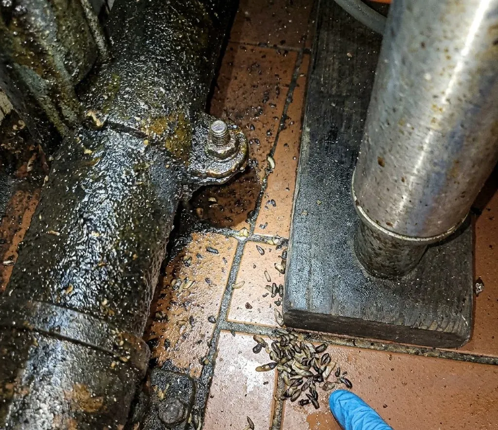 Smokybrown Cockroach identification and control in Fayetteville, NC