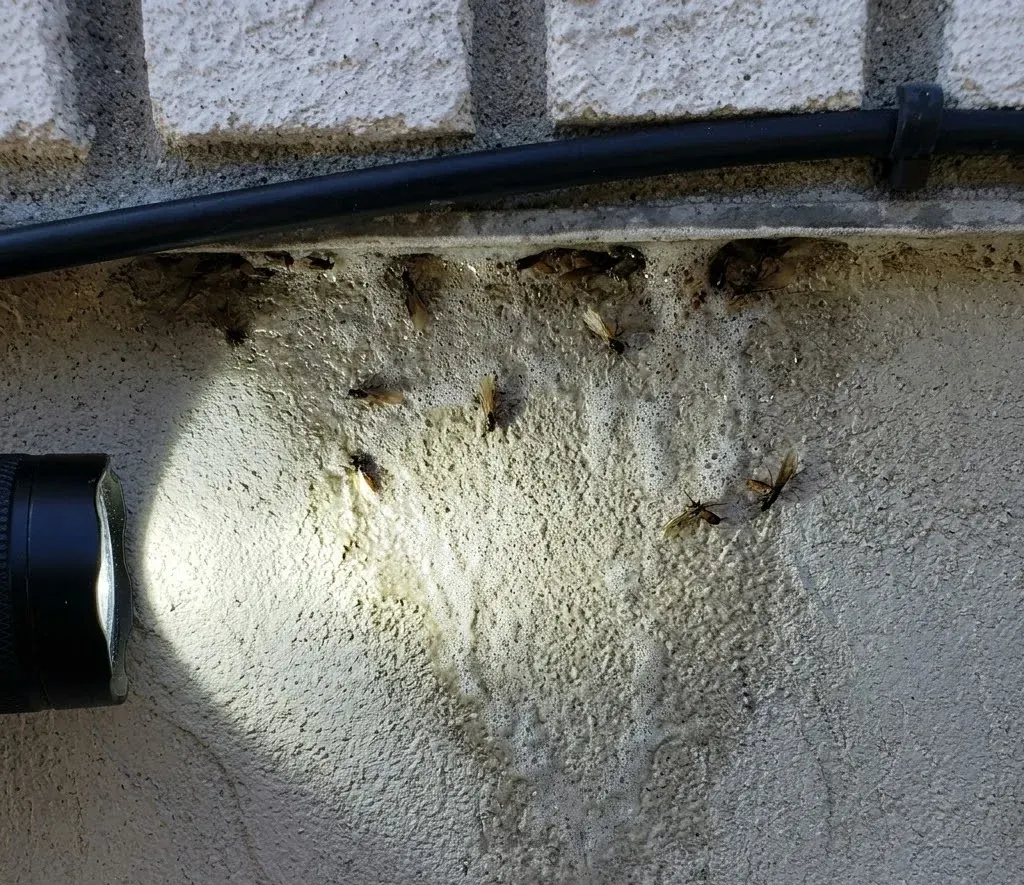 Termite Control service in Fayetteville, NC
