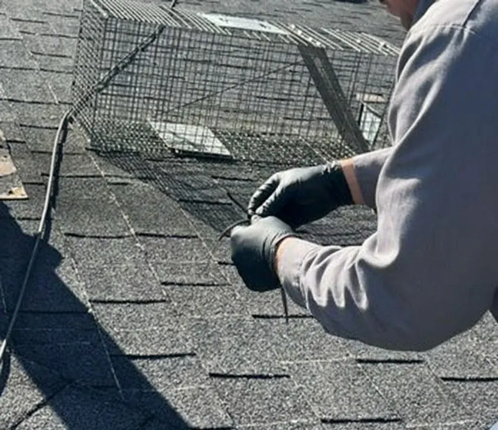 Bats identification and control in Fayetteville, NC