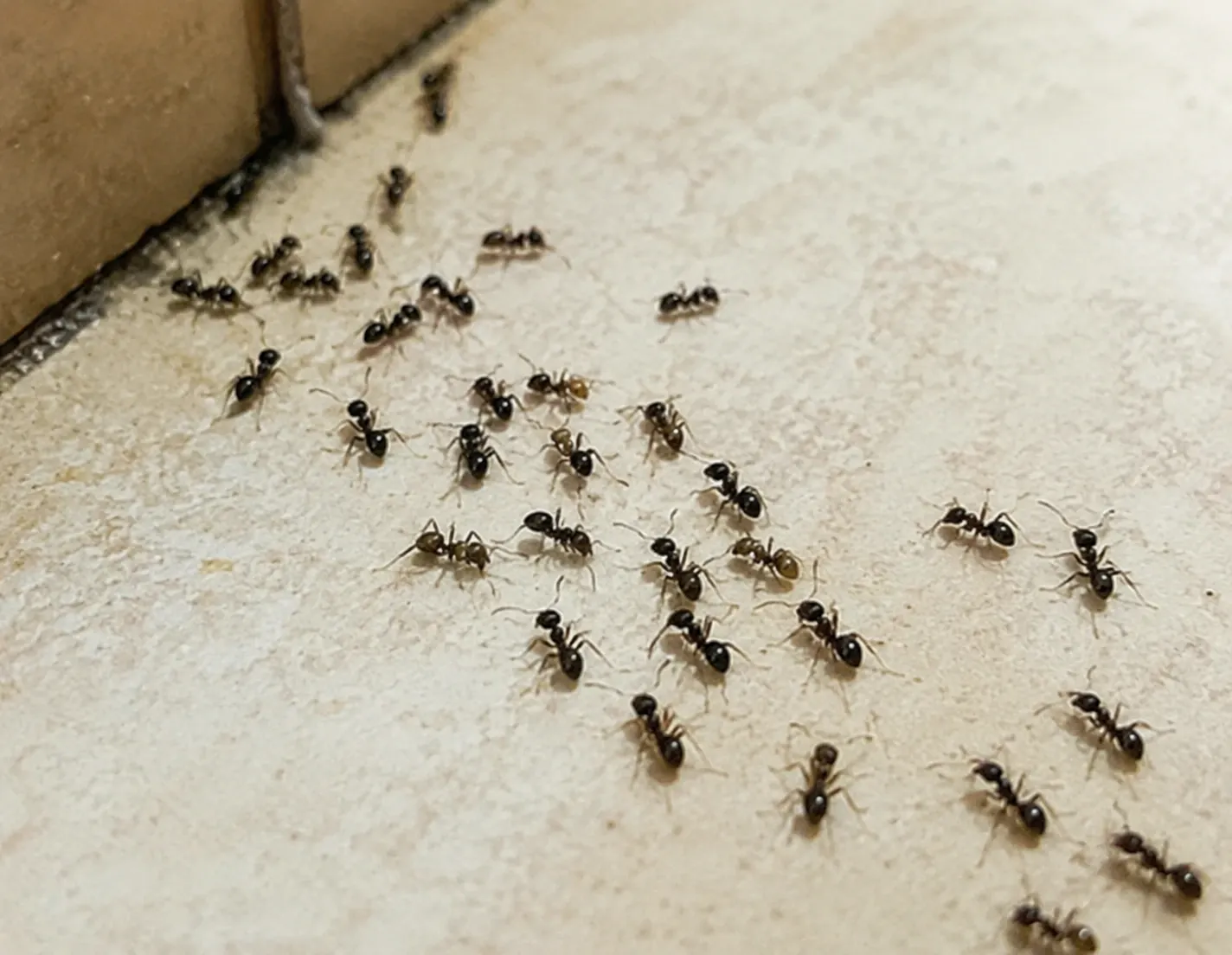 Argentine Ant identification and control in Fayetteville, NC